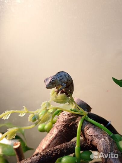 Пантеровый хамелеон