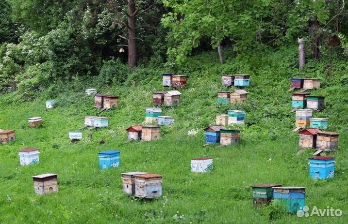 Мёд натуральный с Алтая оптом min 16kg