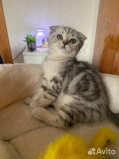 Продажа шотландские котята скоттиш-фолд