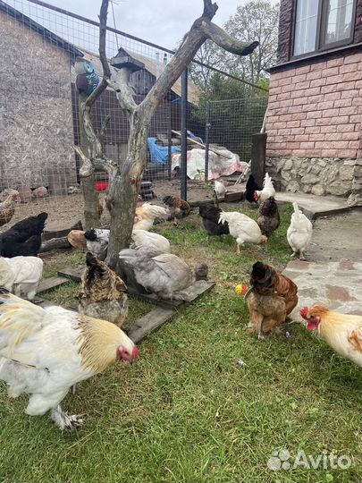 Петухи и куры