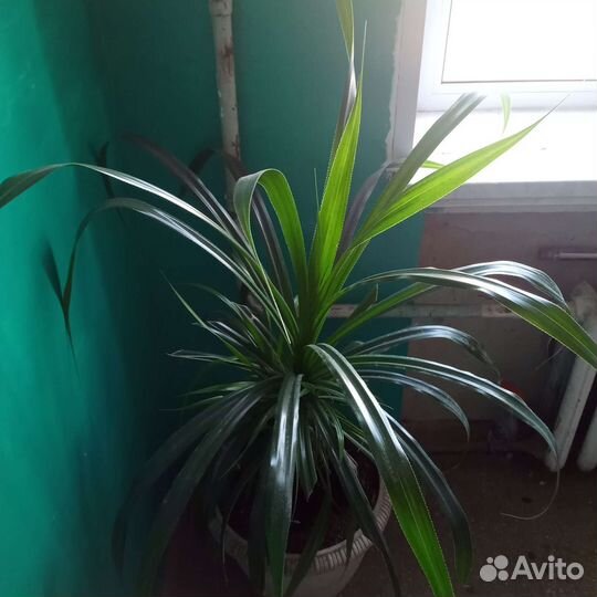 Пальма панданус