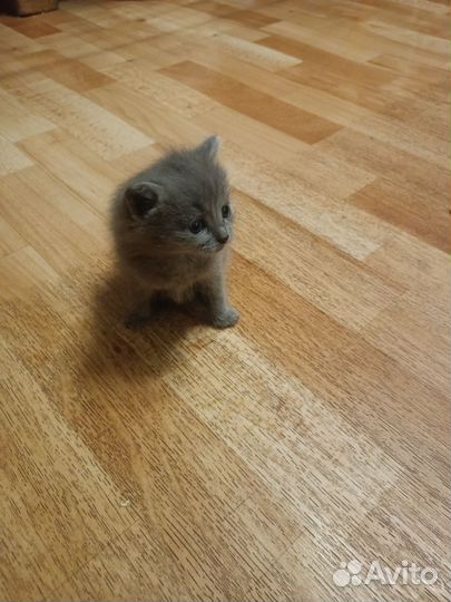 Котята в добрые руки 1 месяц