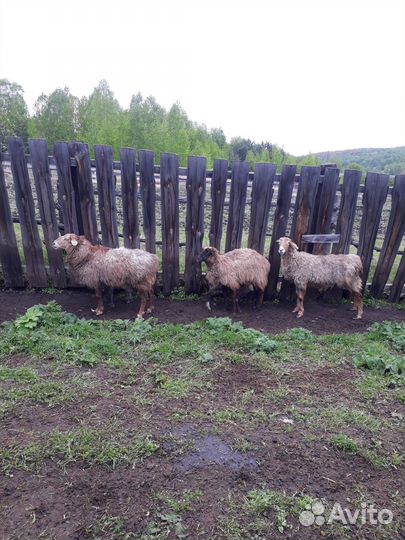 Продам овец