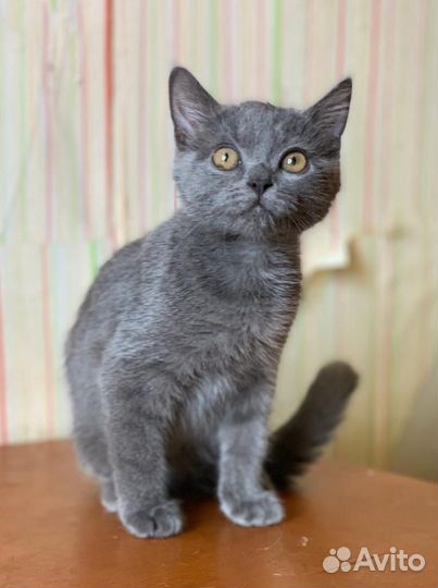 Котенок мальчик