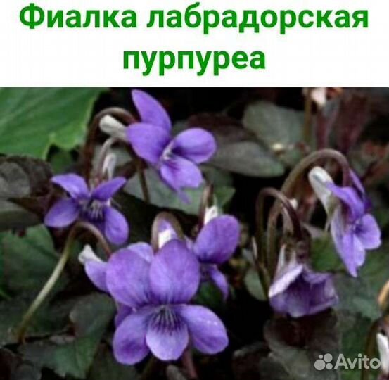 Физостегия,каприфоль,хохлатка,пиретрум,фиалка