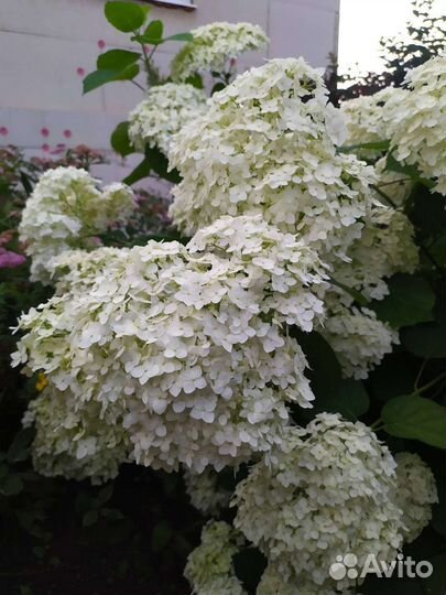 Гортензия древовидная Анабель