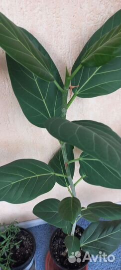Фикус бенгальский