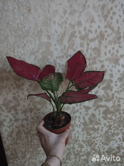 Аглоонема super Ред