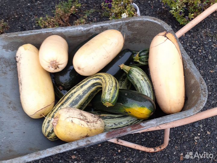 Кабачки домашние
