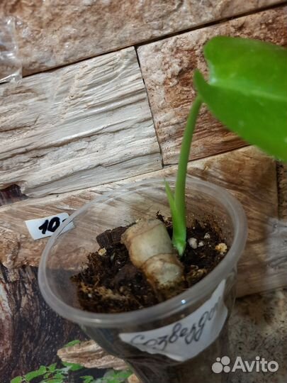 Монстера тайское созвездие