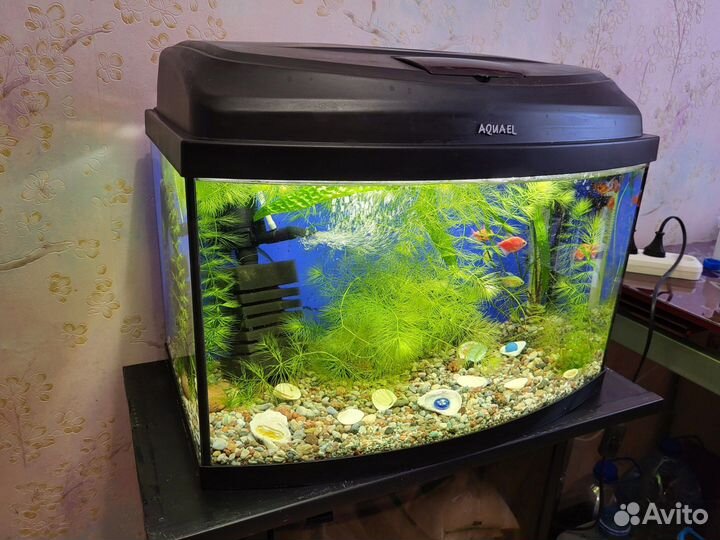 Панорамный аквариум 100 литров