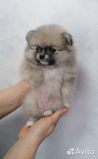 Щенки шпица девочки