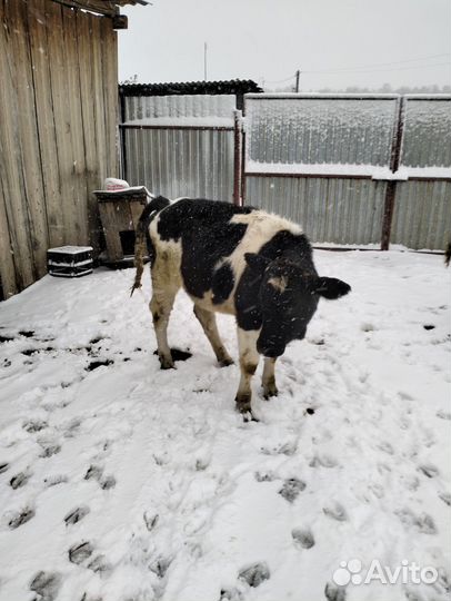 Телки 9 месяцев