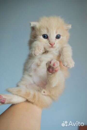 Котята в добрые руки даром