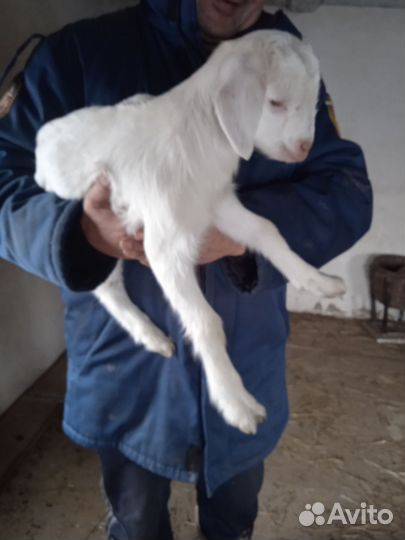 Нубийские козлята