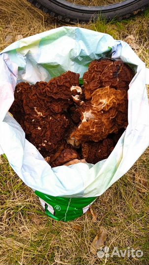 Грибы свежие сморчки и строчки