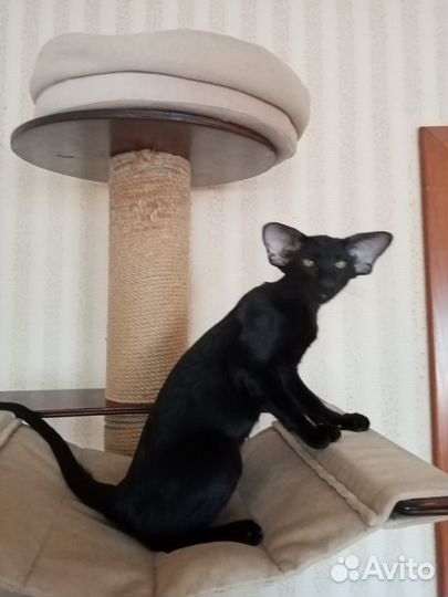 Ориентальные котята