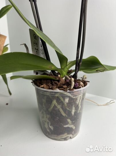 Орхидея фаленопсис бабочка