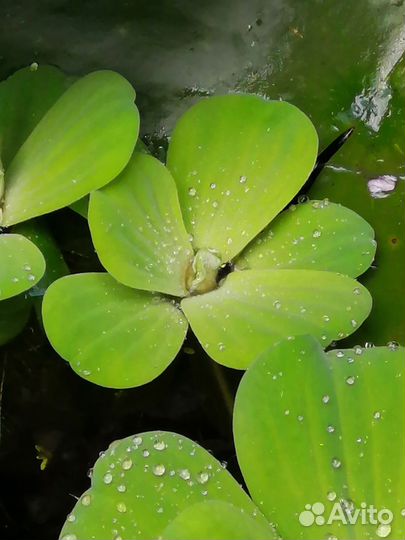 Пистия. Водяная роза