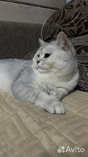 Серебристая шиншилла