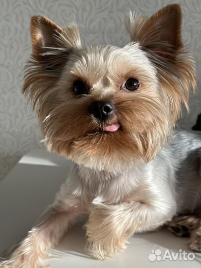 Случка собаки