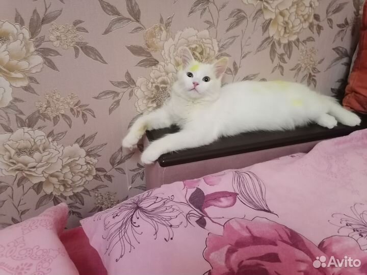 Кошки бесплатно