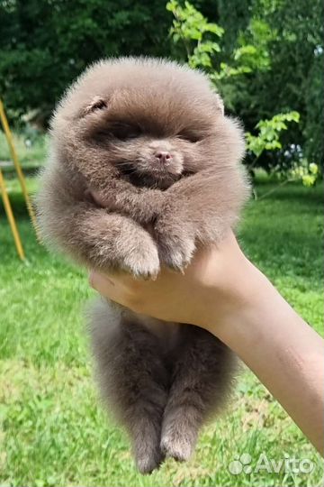 Лиловый миниi малыш