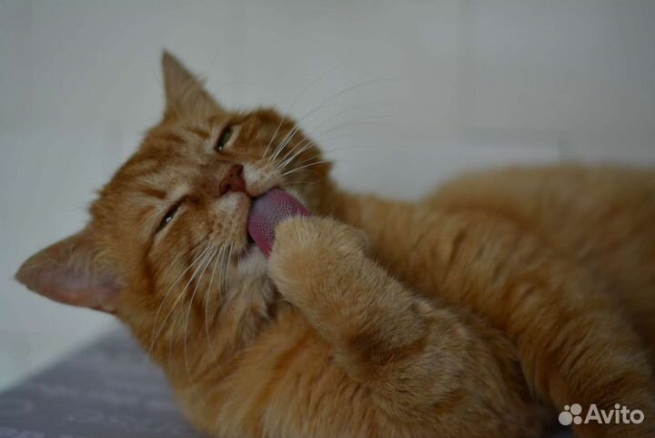 Добряк Рыжик