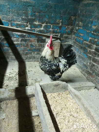 Молодой петух