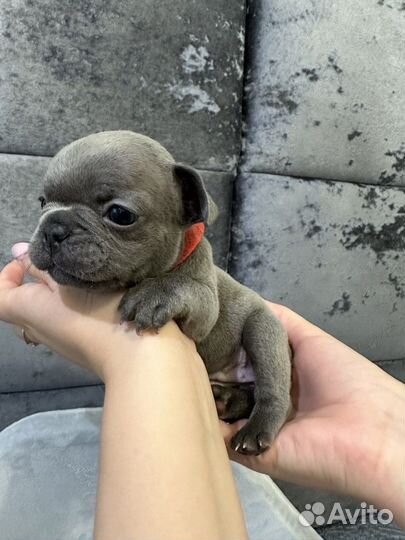 Французский бульдог голубой девочка