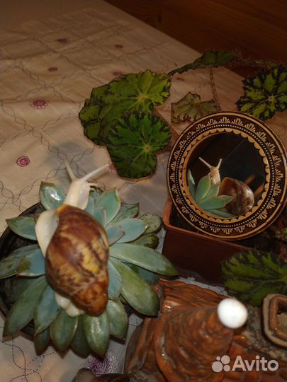 Улитки Архахатины бенины альбино (белотелые )