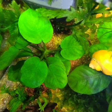 Аквариум кубик 17 л