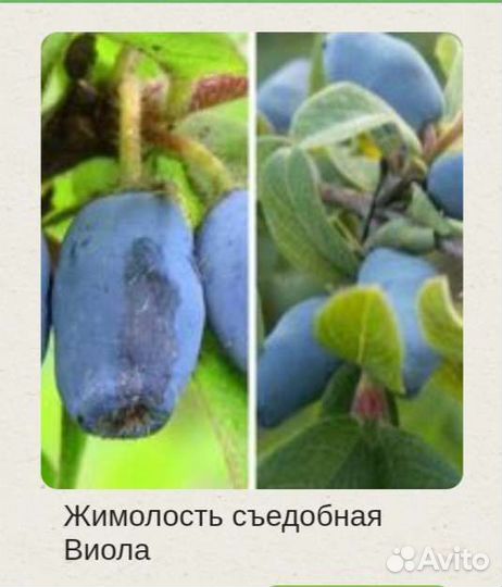 Садовые растения