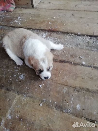 Продам щенка алабая