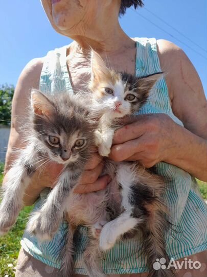 Котята помогите спасти