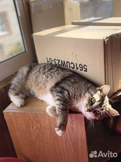 Кошка Петунья ищет дом