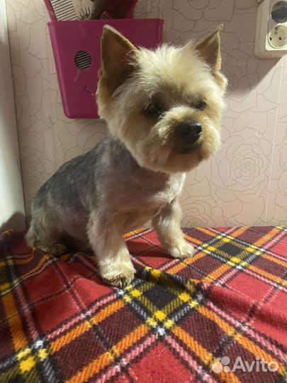 Грумер стрижка собак