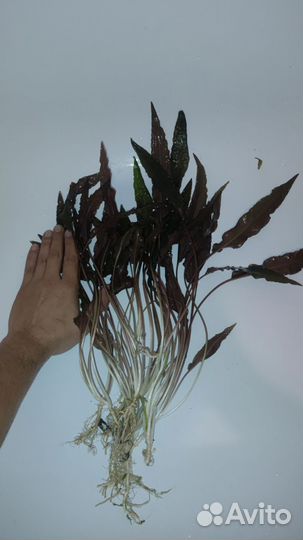 Аквариумное растение