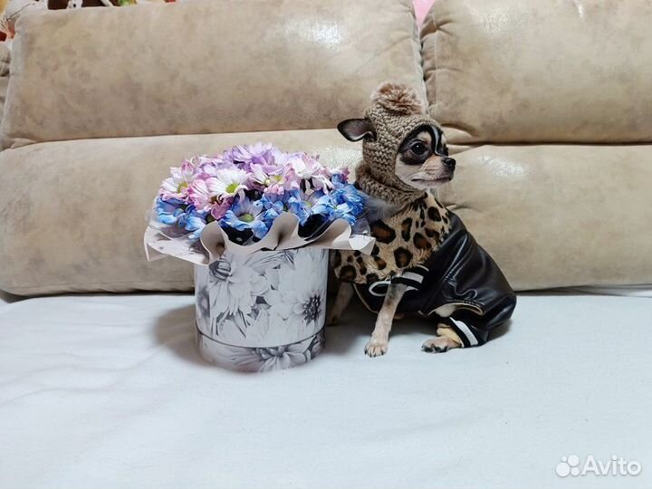 Чихуахуа мини девочка