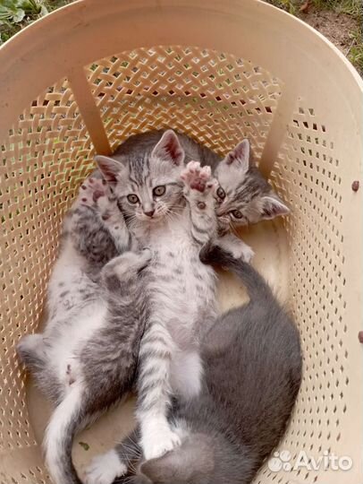 Котята в добрые руки