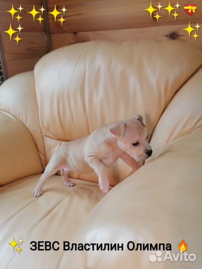 Сказочный Красавчик Ам.Стафф.терьер.(щенок с Докум