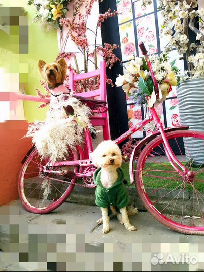 Гостиница/Передержка мелких собак, птиц и грызунов