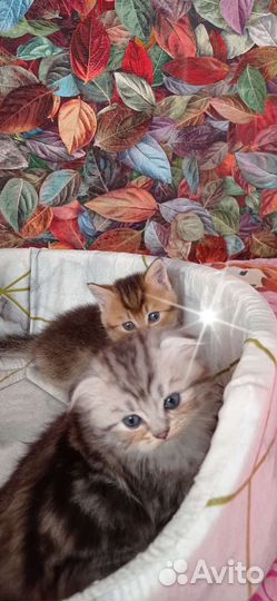 Шотландские котята