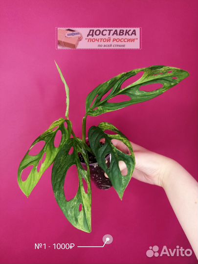 Монстера Индо Минт/Monstera Indo Mint