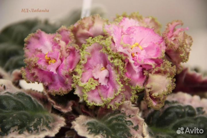 Фиалки детки