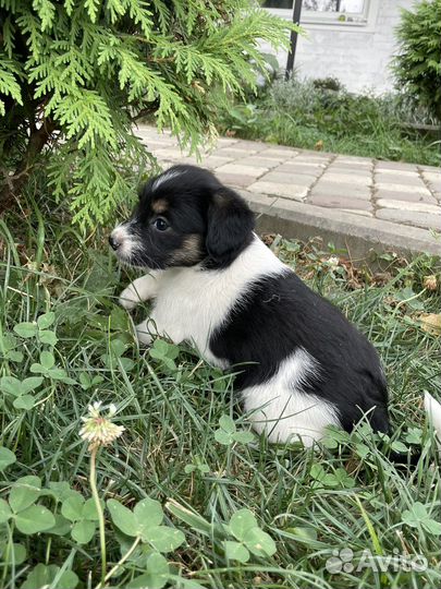 Щенки в добрые руки даром