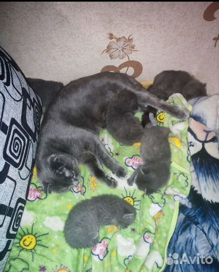Продам шотландских котят