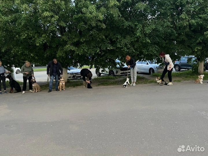 Дрессировка собак (кинолог/хендлер/ветдиетолог)