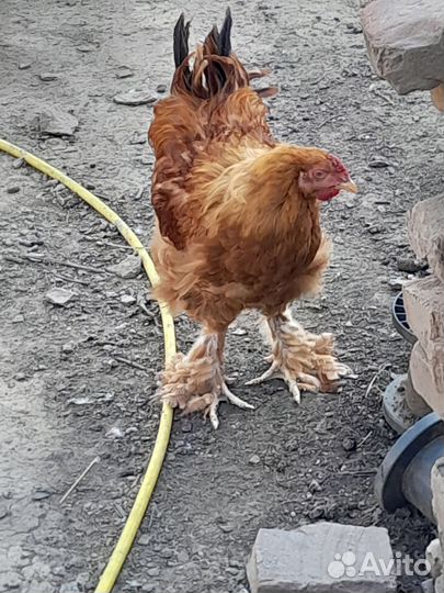 Молодые петушки брама