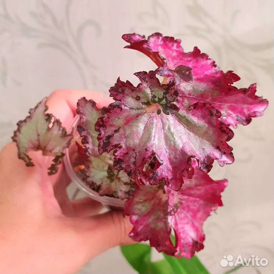 Комнатные растения, цветы